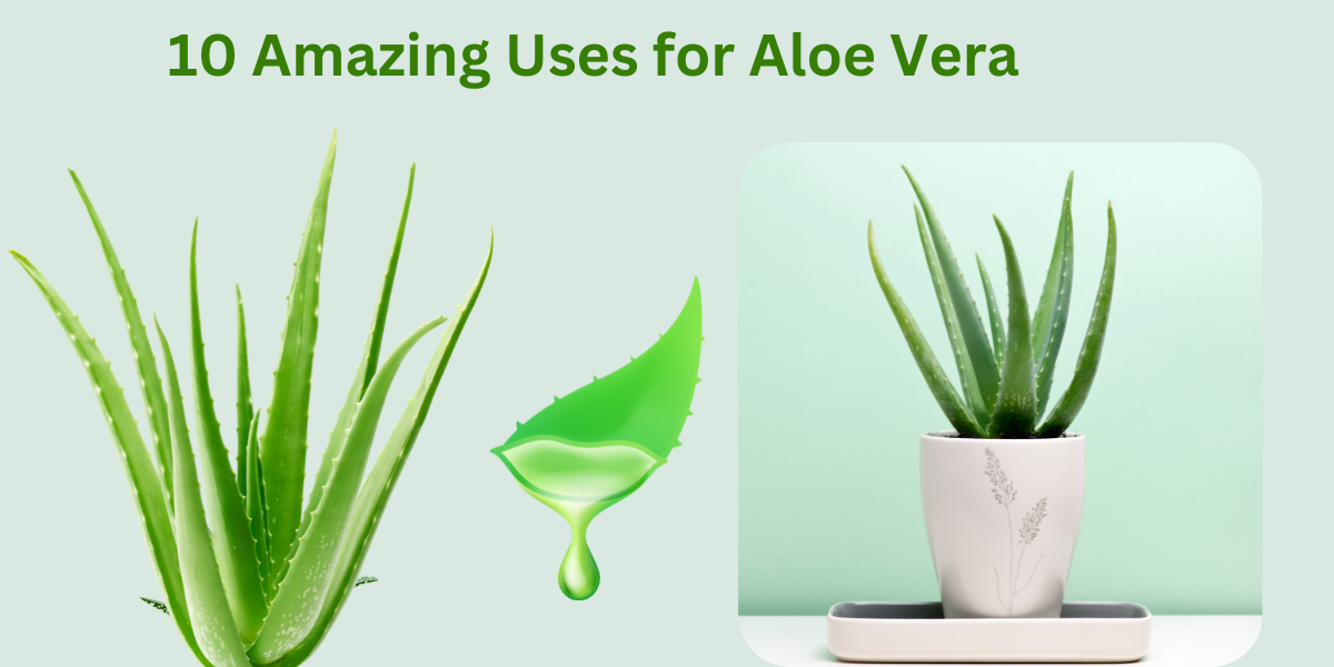 Uses for Aloe Vera